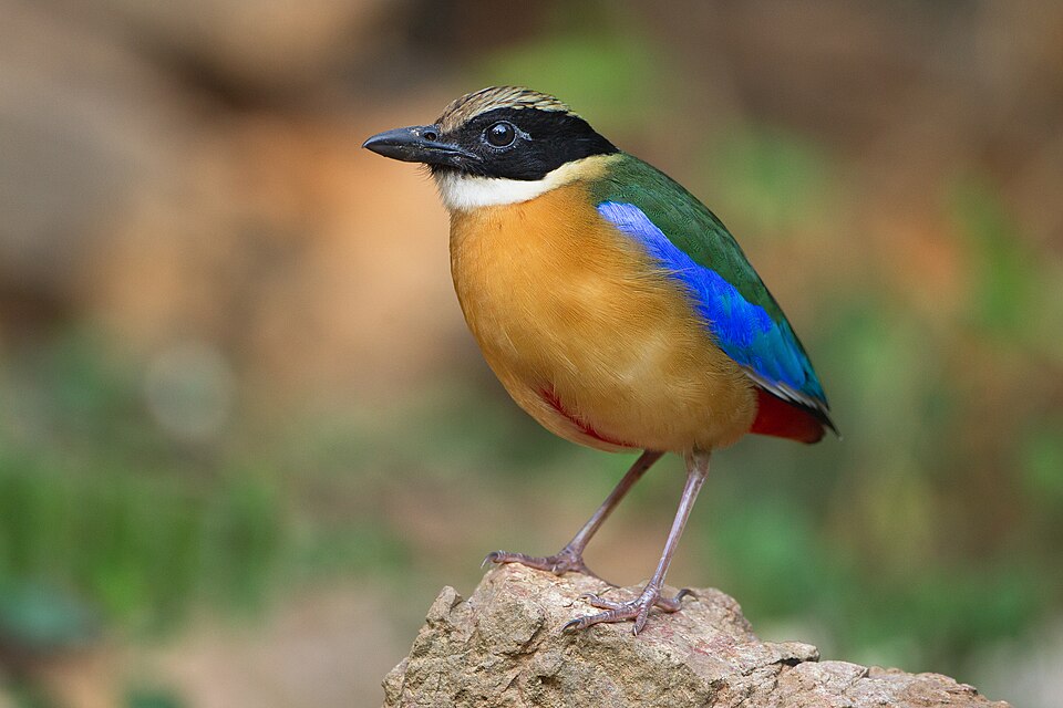 点击放大 蓝翅八色鸫(Pitta moluccensis)