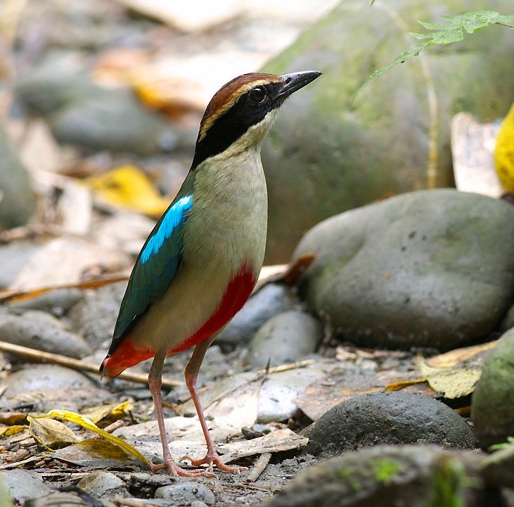 点击放大 仙八色鸫(Pitta nympha)