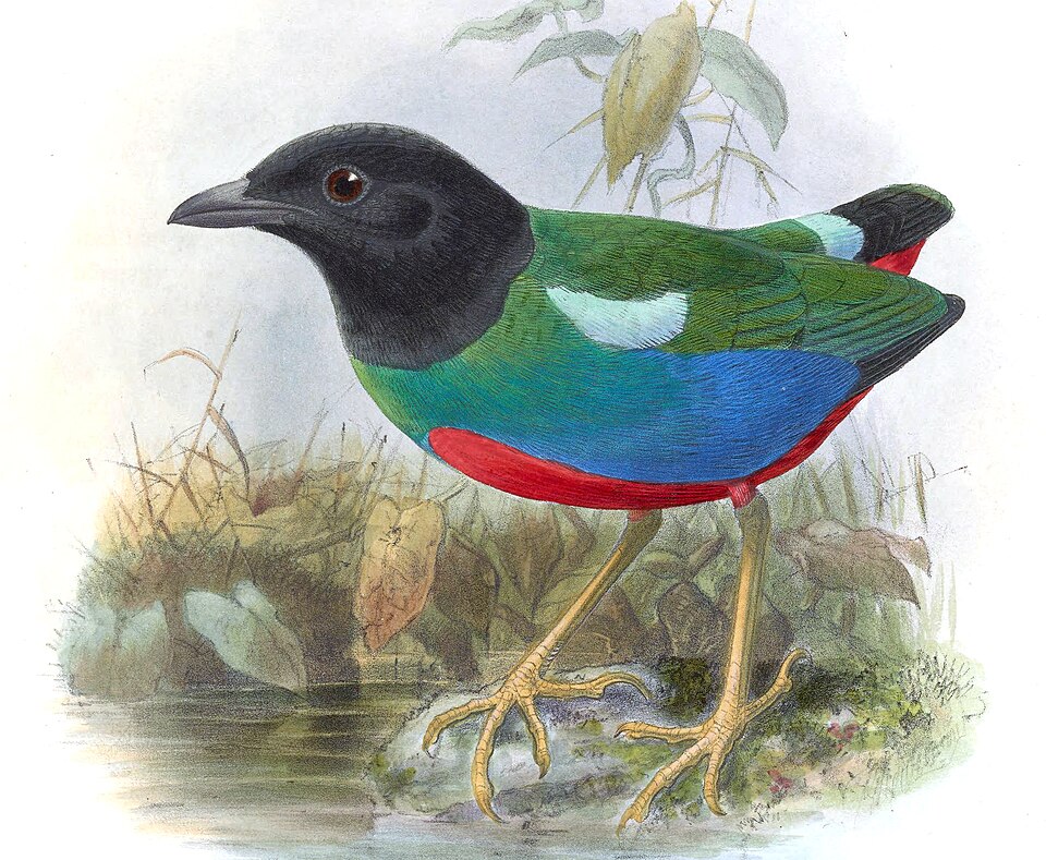 点击放大 比岛绿胸八色鸫(Pitta rosenbergii)