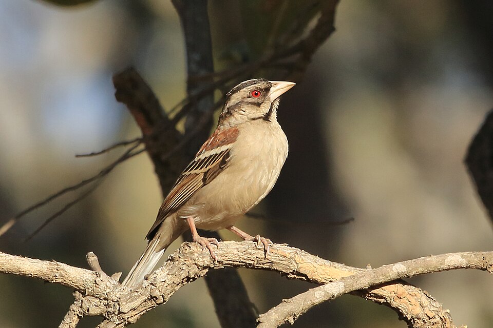 点击放大 栗背织雀(Plocepasser rufoscapulatus)