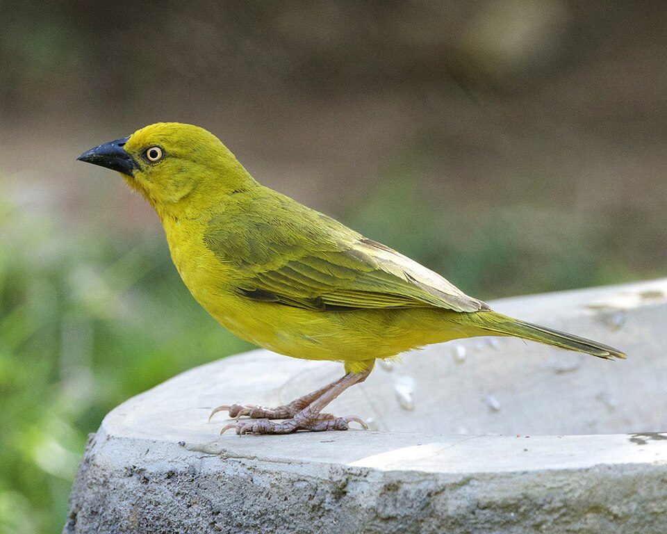 点击放大 大金织雀(Ploceus xanthops)