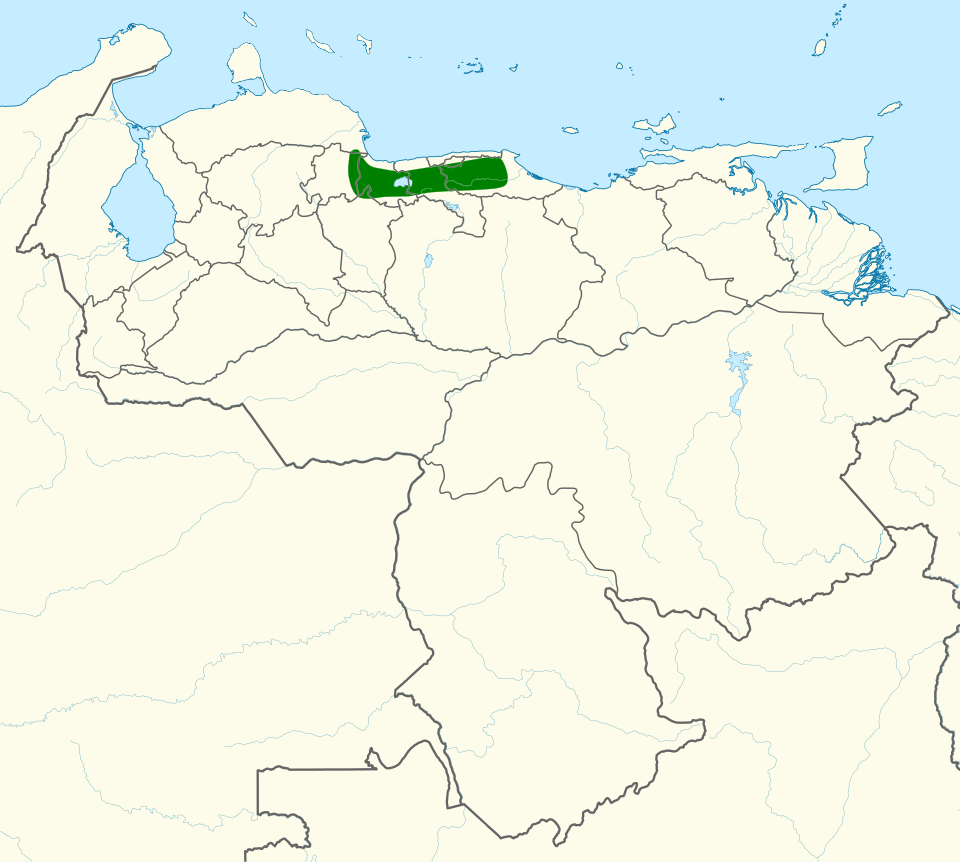 点击放大 委内瑞拉须霸鹟(Pogonotriccus venezuelanus)
