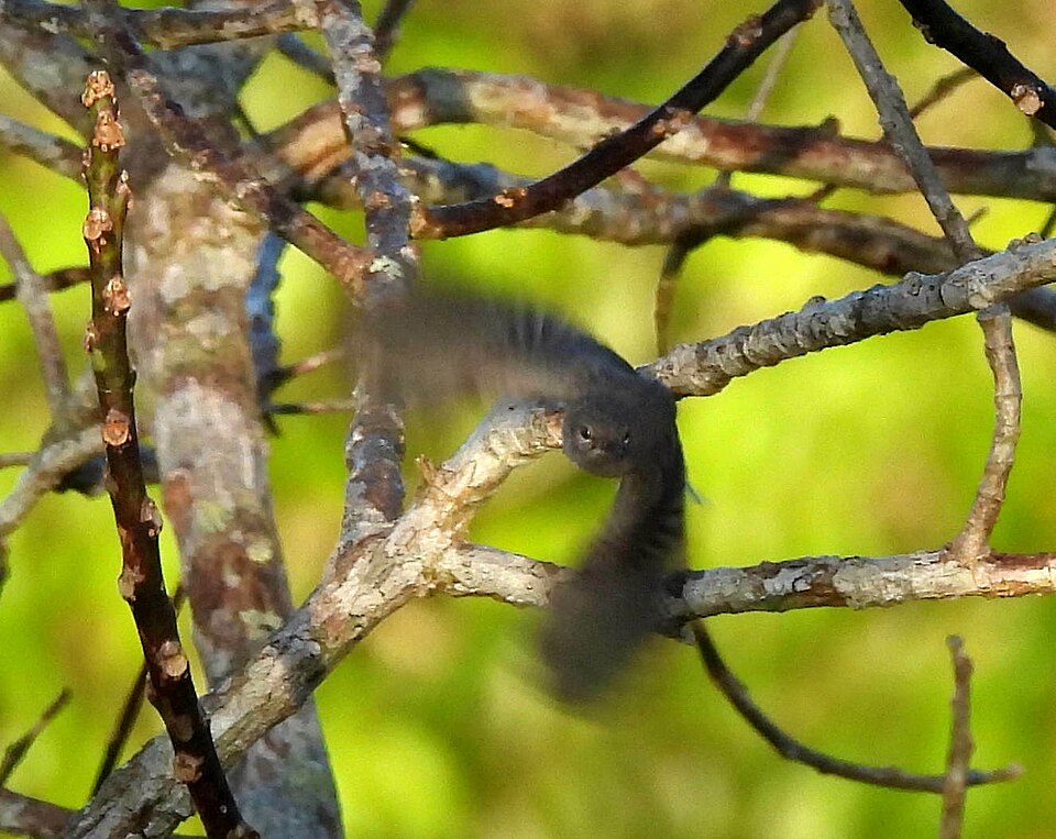 点击放大 帕拉蚋莺(Polioptila paraensis)