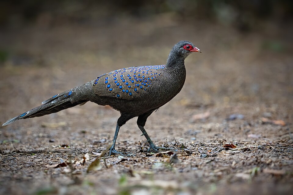 点击放大 眼斑孔雀雉(Polyplectron germaini)