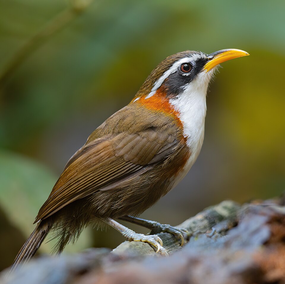 点击放大 灰头钩嘴鹛(Pomatorhinus schisticeps)