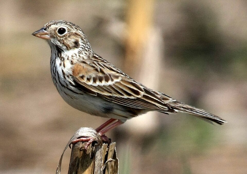点击放大 栗肩雀鹀(Pooecetes gramineus)