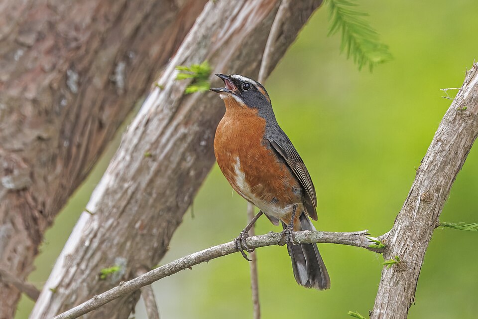 点击放大 棕黑歌鹀(Poospiza nigrorufa)