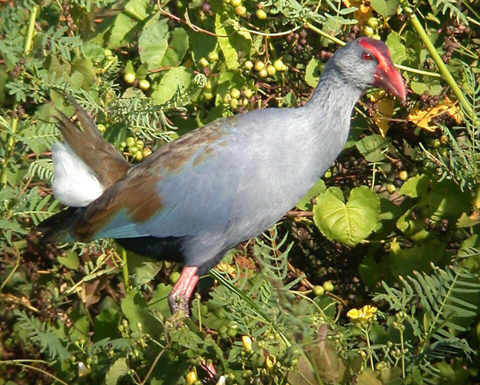 点击放大 菲律宾紫水鸡(Porphyrio pulverulentus)