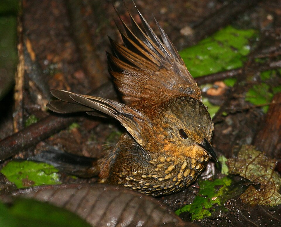 点击放大 点斑尾雀(Premnoplex brunnescens)