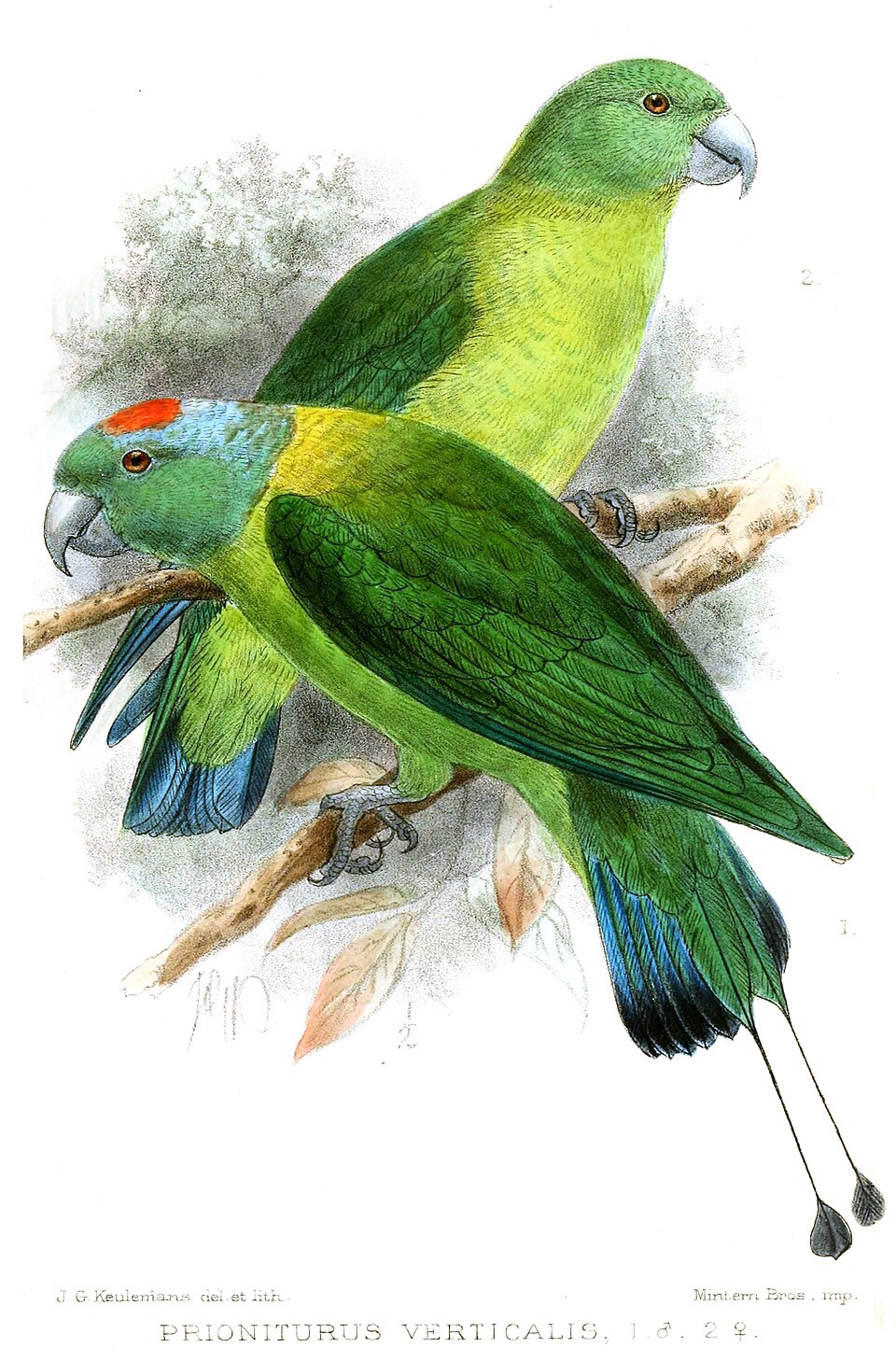 点击放大 苏禄扇尾鹦鹉(Prioniturus verticalis)