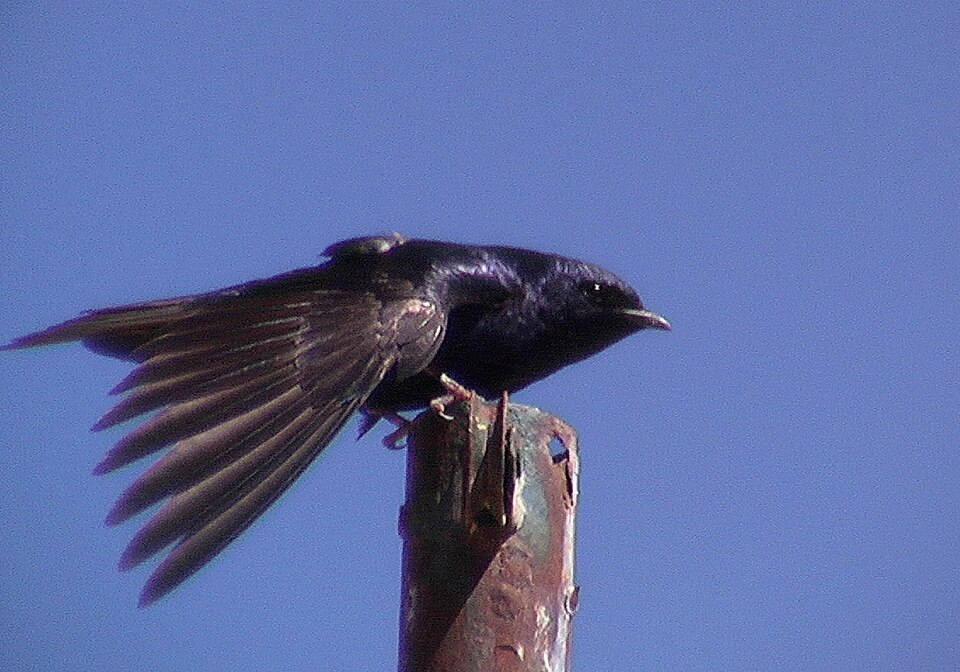 点击放大 南美崖燕(Progne elegans)