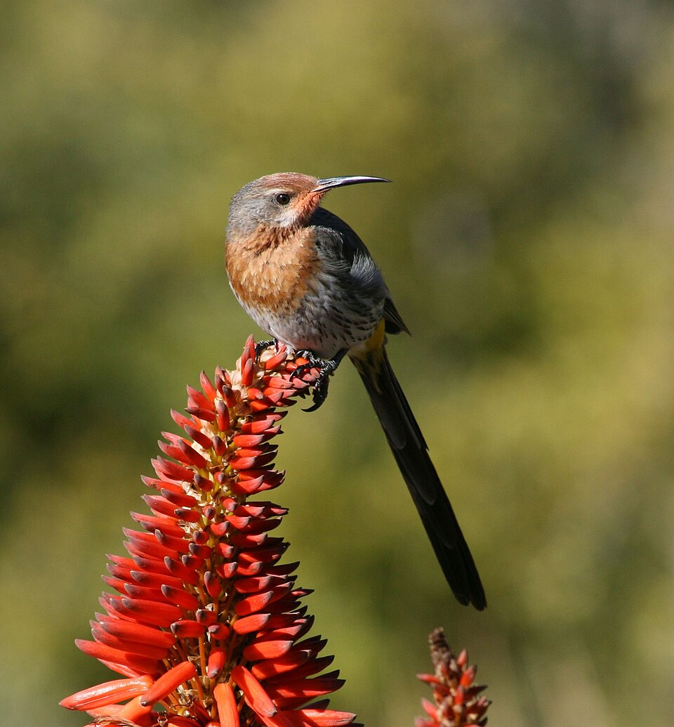 点击放大 格氏长尾食蜜鸟(Promerops gurneyi)