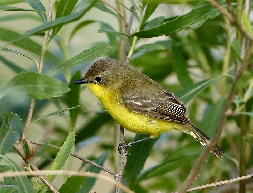 点击放大 南美多拉霸鹟(Pseudocolopteryx dinelliana)