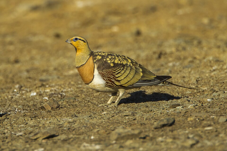 点击放大 白腹沙鸡(Pterocles alchata)