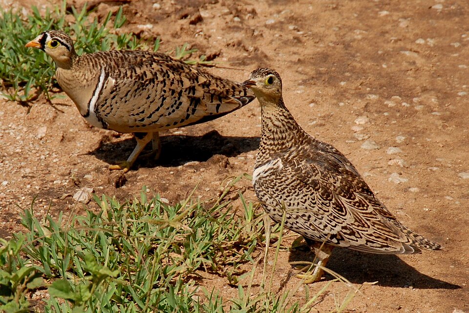 点击放大 黑脸沙鸡(Pterocles decoratus)