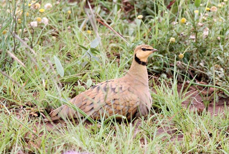 点击放大 黄喉沙鸡(Pterocles gutturalis)