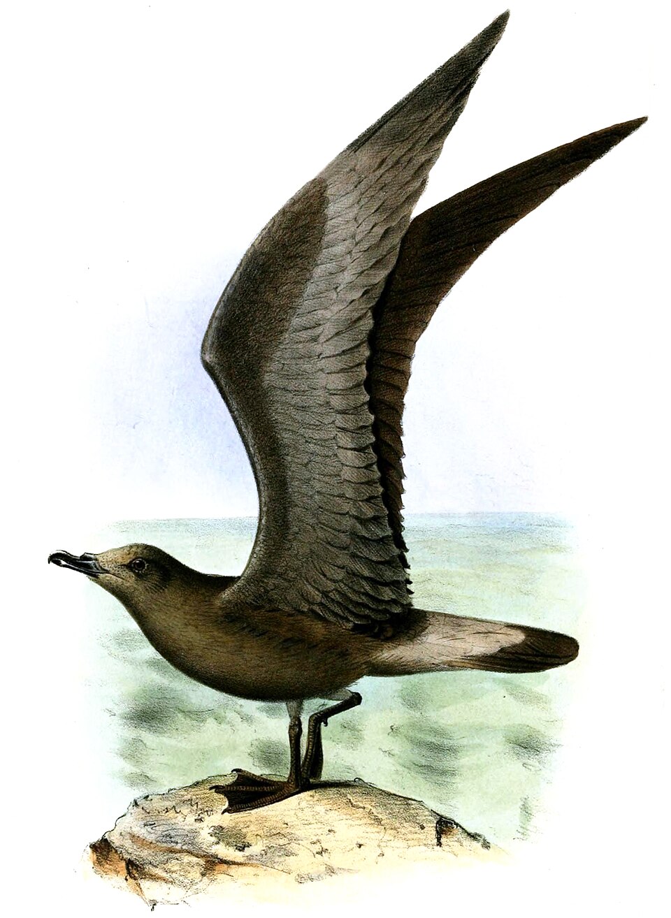 点击放大 牙买加圆尾鹱(Pterodroma caribbaea)