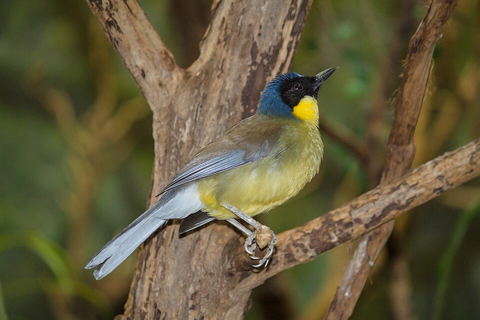 点击放大 靛冠噪鹛(Pterorhinus courtoisi)