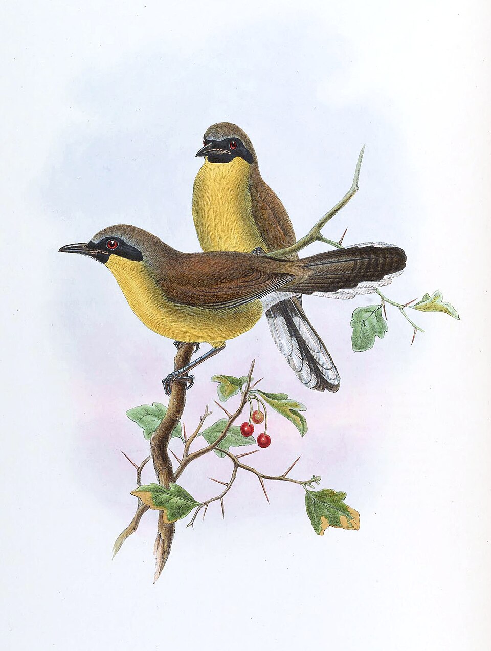 点击放大 黄喉噪鹛(Pterorhinus galbanus)