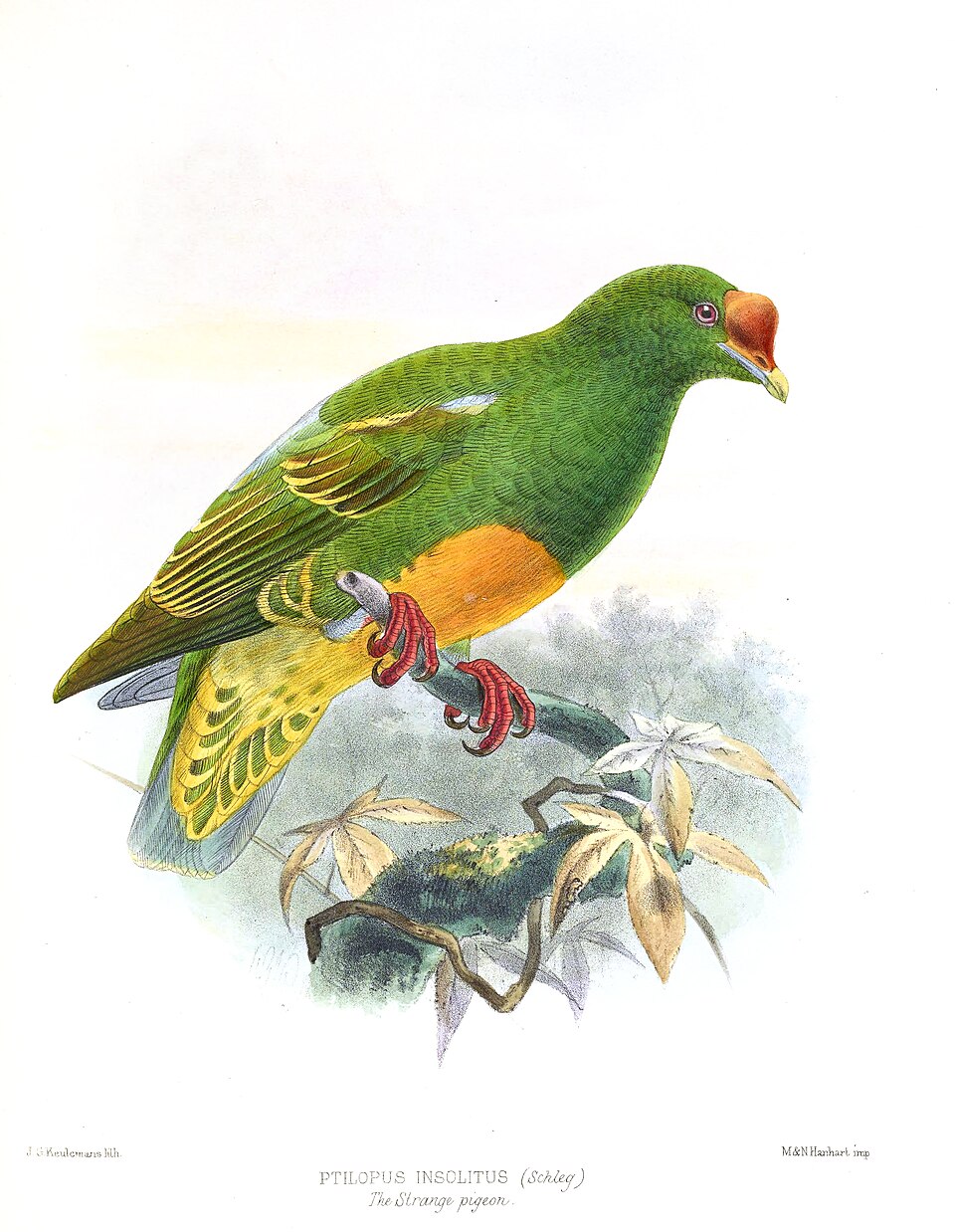 点击放大 瘤鼻果鸠(Ptilinopus insolitus)