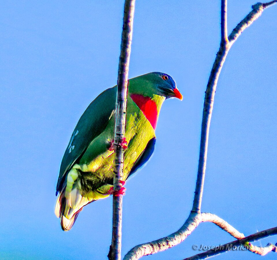 点击放大 紫红胸果鸠(Ptilinopus viridis)