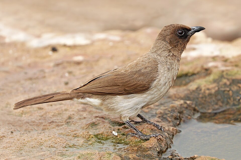 点击放大 黑眼鹎(Pycnonotus barbatus)