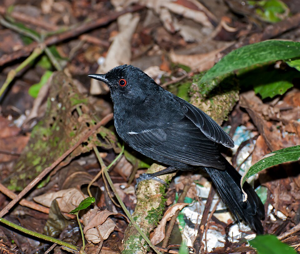 点击放大 白肩红眼蚁鸟(Pyriglena leucoptera)