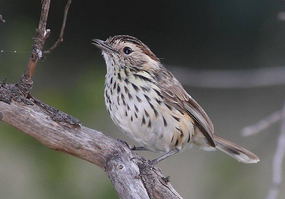 点击放大 斑刺莺(Pyrrholaemus sagittatus)