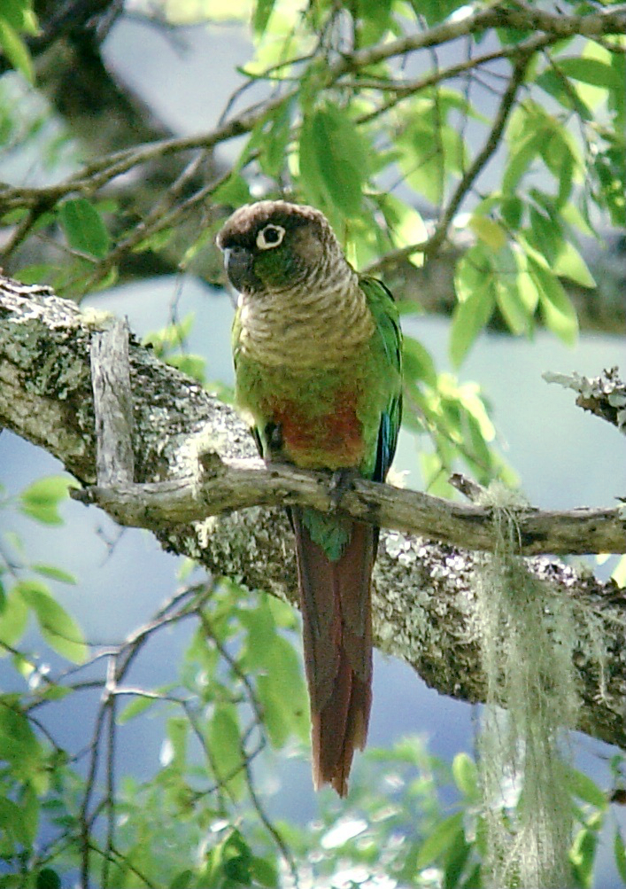 点击放大 绿颊锥尾鹦哥(Pyrrhura molinae)