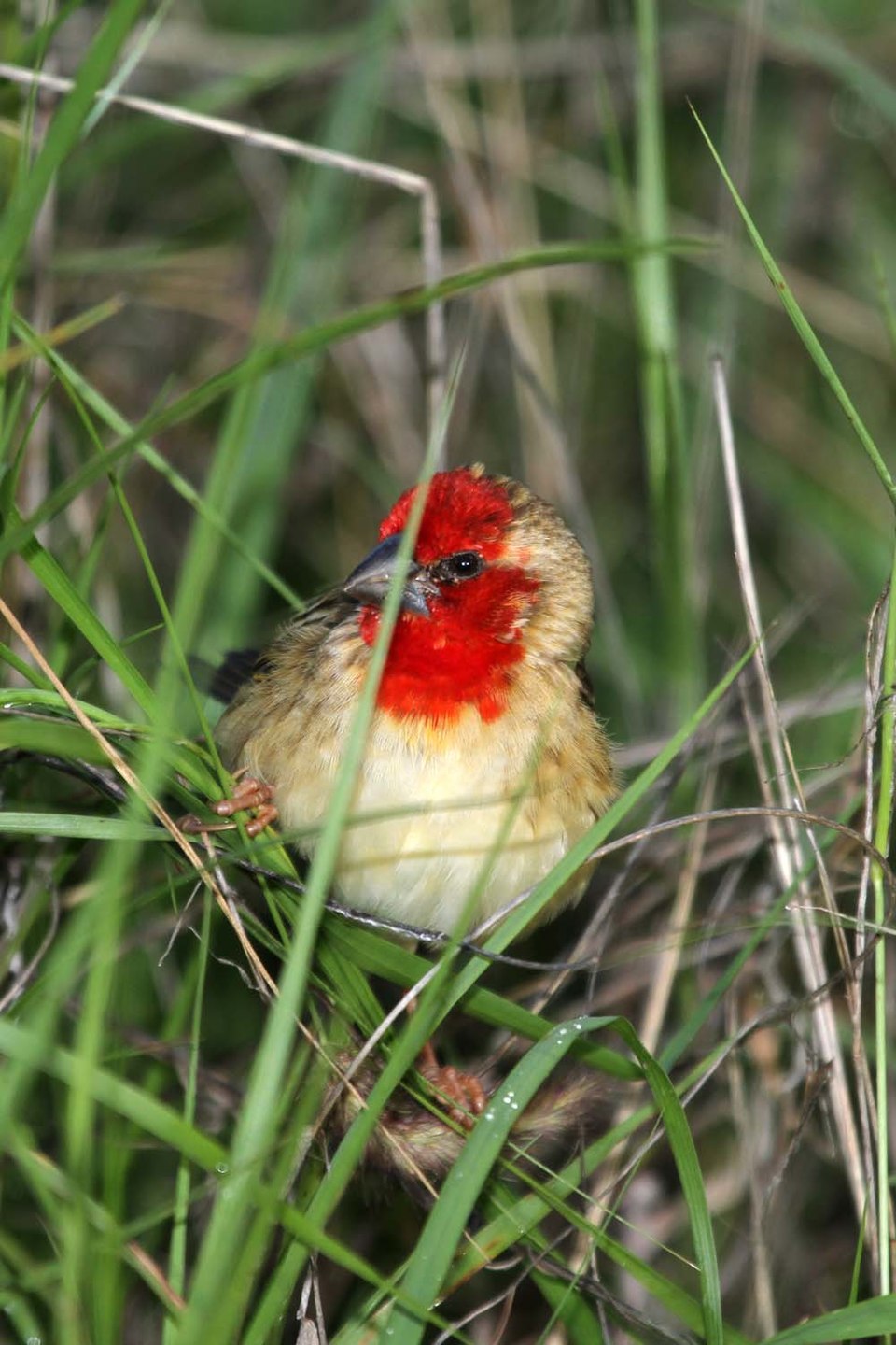 点击放大 绯红奎利亚雀(Quelea cardinalis)