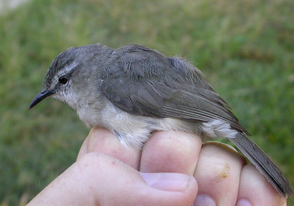 点击放大 绣眼马岛莺(Randia pseudozosterops)