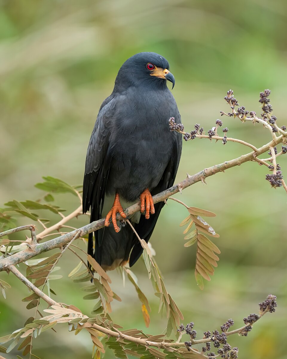 点击放大 食螺鸢(Rostrhamus sociabilis)