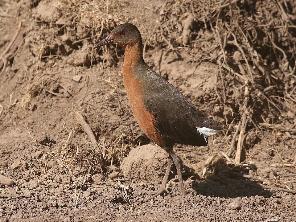 点击放大 鲁氏秧鸡(Rougetius rougetii)