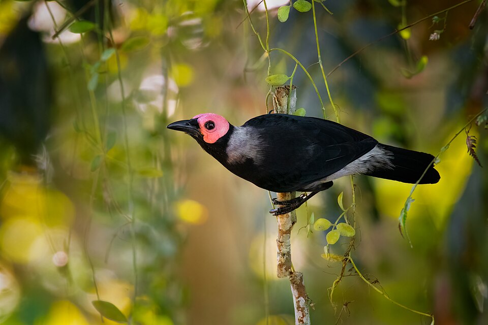 点击放大 秃椋鸟(Sarcops calvus)