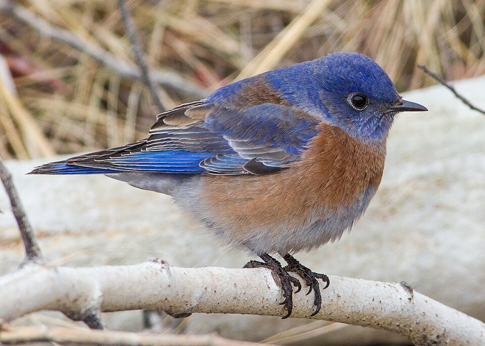 点击放大 西蓝鸲(Sialia mexicana)