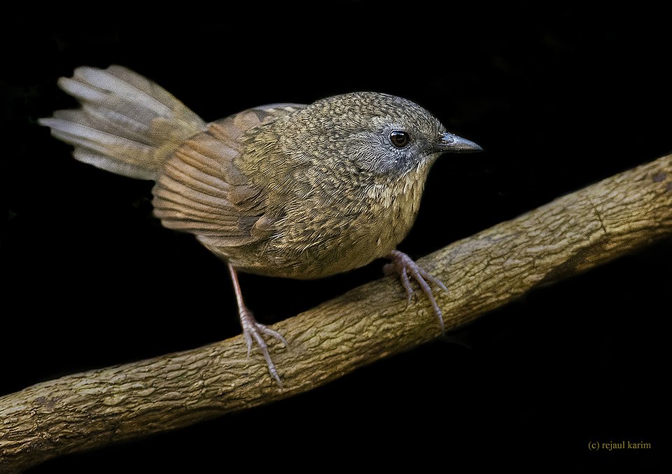 点击放大 茶胸鹩鹛(Spelaeornis longicaudatus)