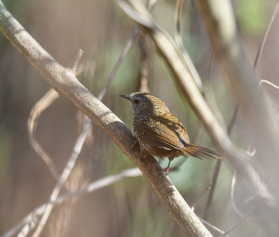 点击放大 缅甸鹩鹛(Spelaeornis oatesi)