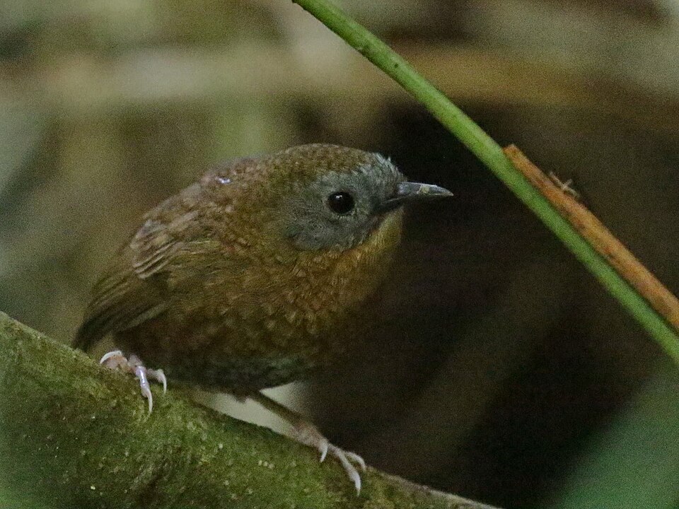 点击放大 灰腹鹩鹛(Spelaeornis reptatus)