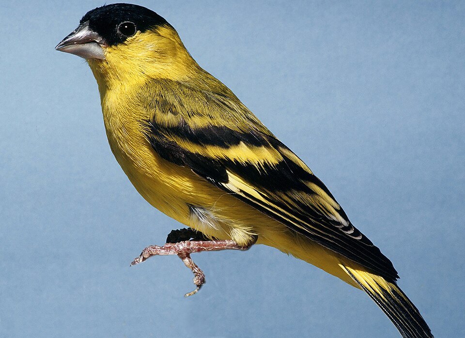 点击放大 黄脸金翅雀(Spinus yarrellii)