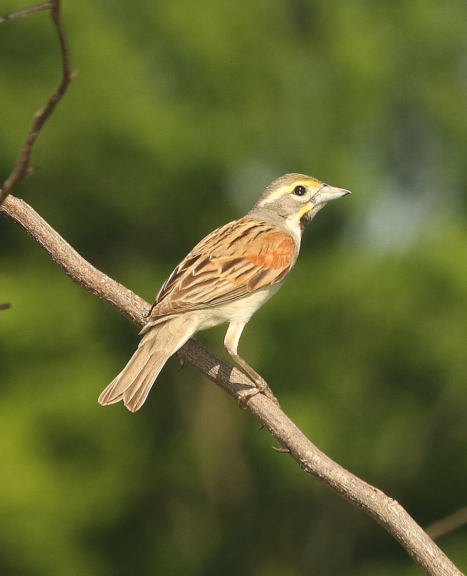 点击放大 美洲雀(Spiza americana)