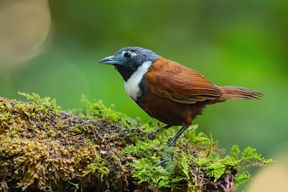 点击放大 白领穗鹛(Stachyris thoracica)