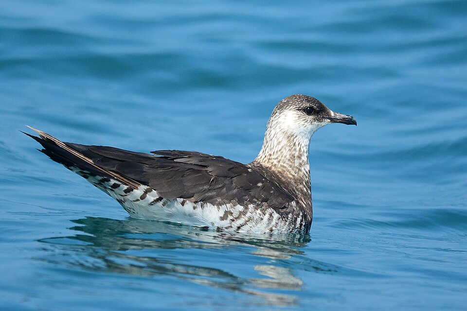 点击放大 短尾贼鸥(Stercorarius parasiticus)
