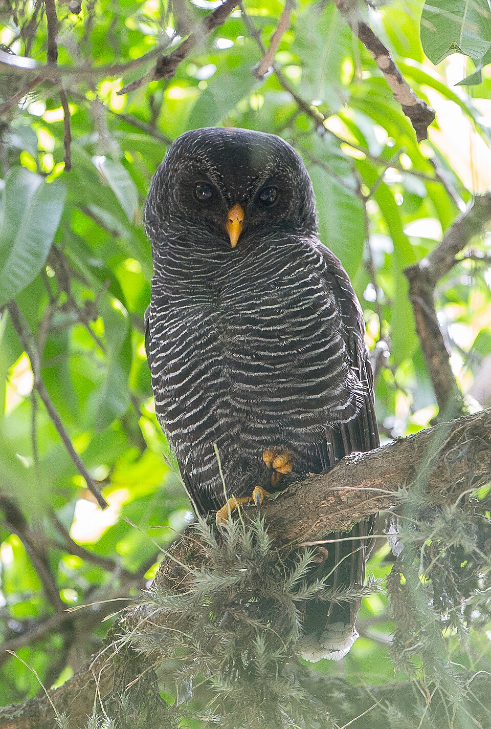 点击放大 黑斑林鸮(Strix huhula)