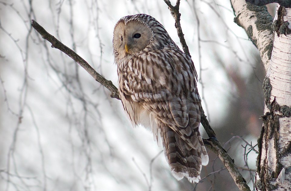 点击放大 长尾林鸮(Strix uralensis)