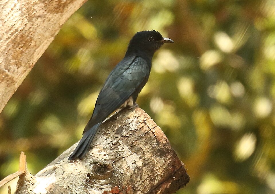 点击放大 乌鹃(Surniculus lugubris)