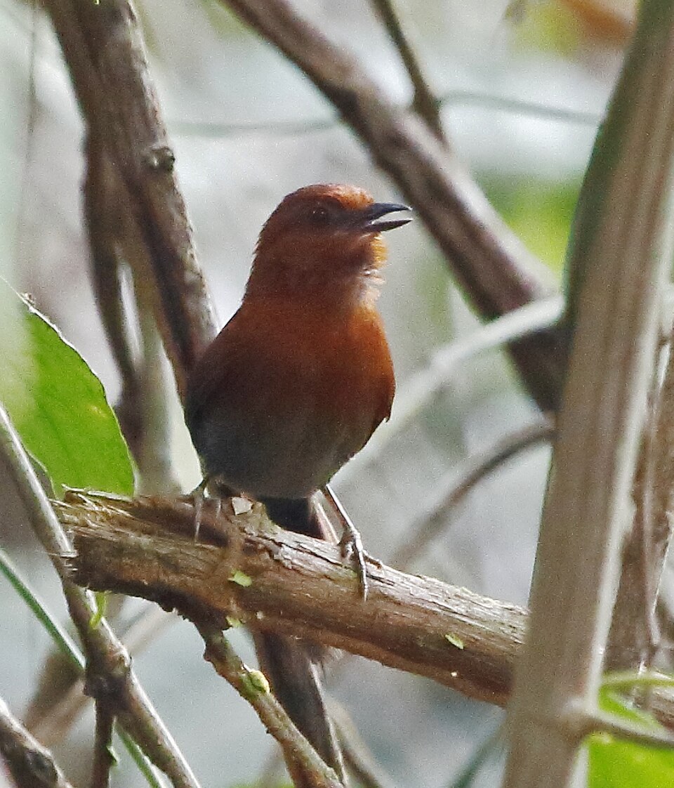 点击放大 栗喉针尾雀(Synallaxis cherriei)
