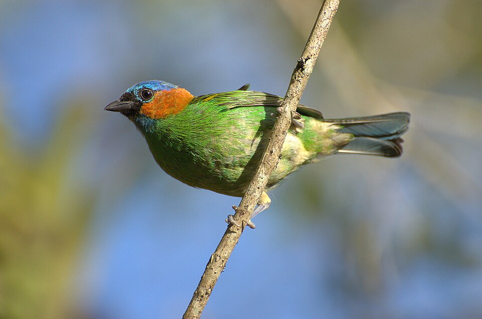 点击放大 红颈靓唐纳雀(Tangara cyanocephala)