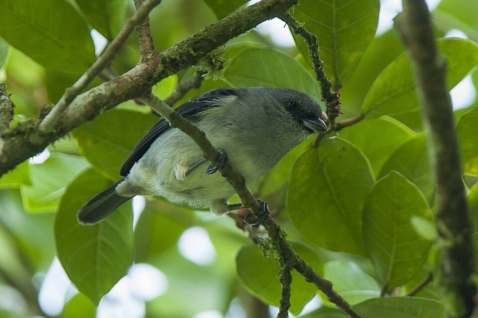 点击放大 纯色靓唐纳雀(Tangara inornata)