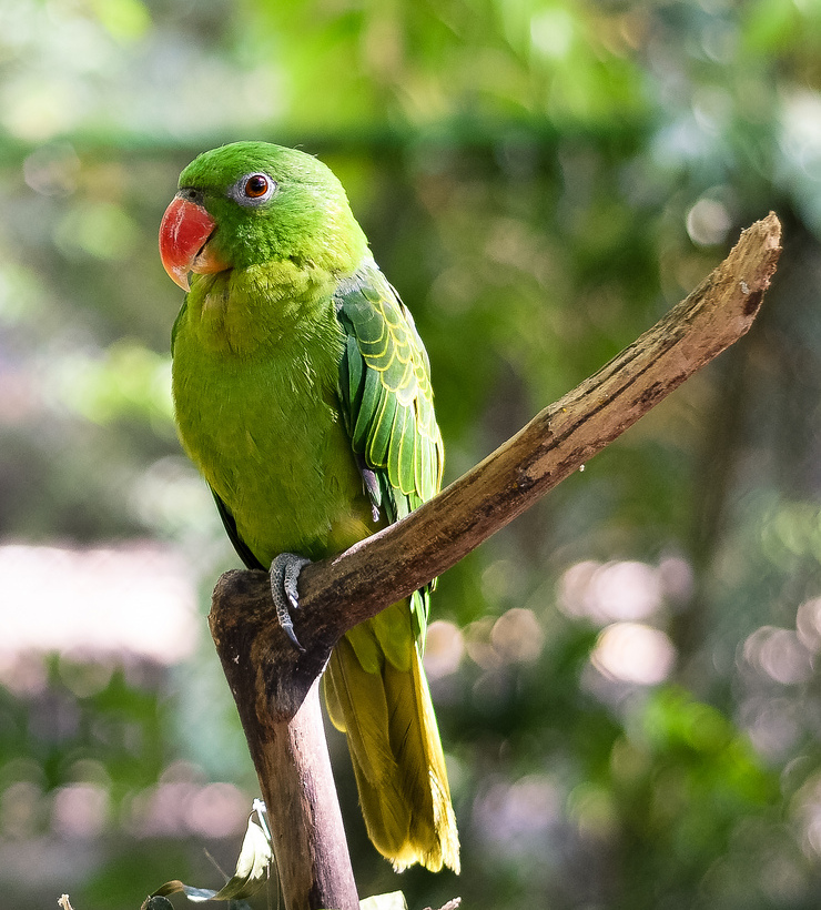 点击放大 蓝背鹦鹉(Tanygnathus everetti)