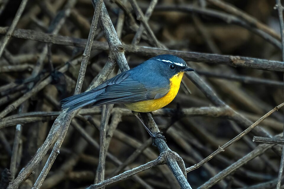 点击放大 白眉林鸲(Tarsiger indicus)